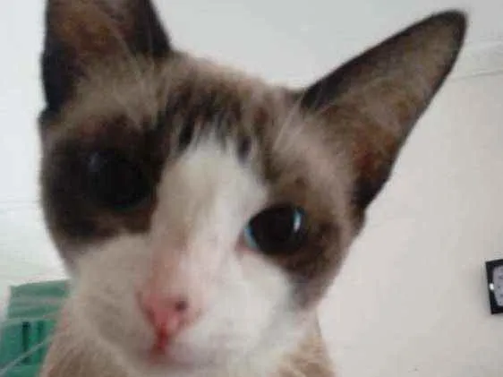Gato ra a Mestiça de siamês idade 7 a 11 meses nome Jade