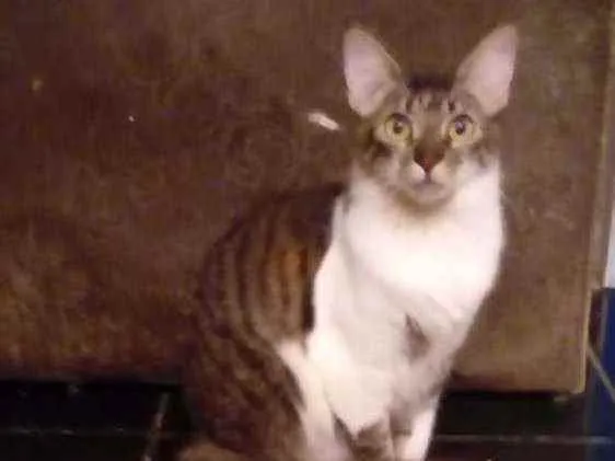 Gato ra a Srd idade 7 a 11 meses nome Johnny