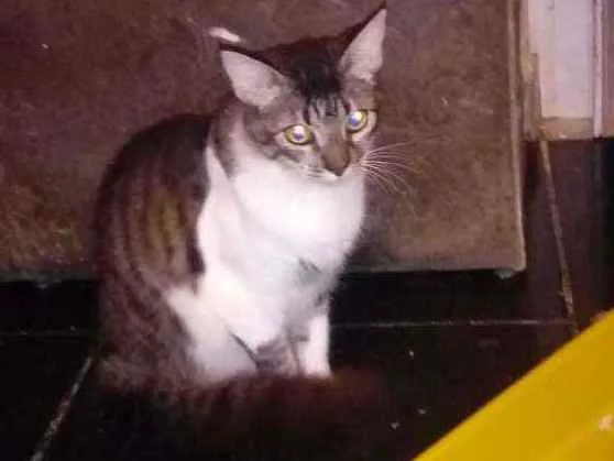 Gato ra a Srd idade 7 a 11 meses nome Johnny
