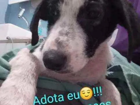 Cachorro ra a SRD idade 2 a 6 meses nome Frederico