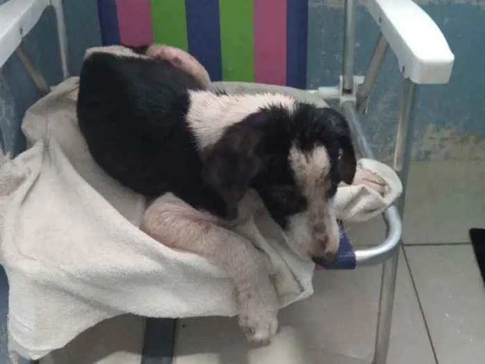Cachorro ra a SRD idade 2 a 6 meses nome Frederico