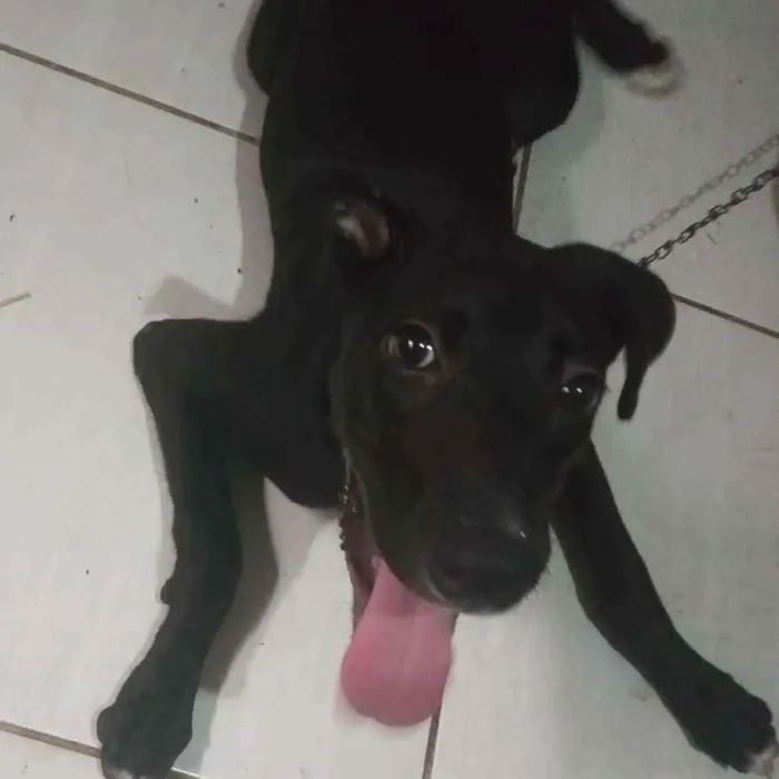 Cachorro ra a Viralata idade 7 a 11 meses nome Flora