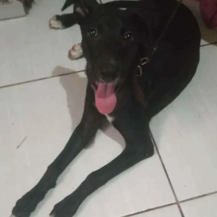 Cachorro ra a Viralata idade 7 a 11 meses nome Flora