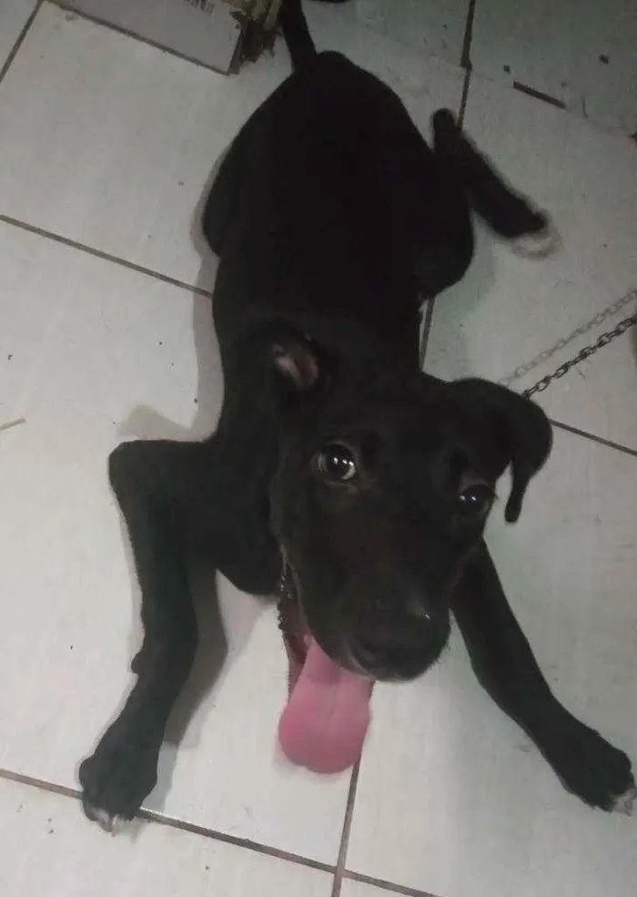 Cachorro ra a Viralata idade 7 a 11 meses nome Flora