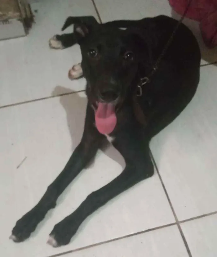 Cachorro ra a Viralata idade 7 a 11 meses nome Flora
