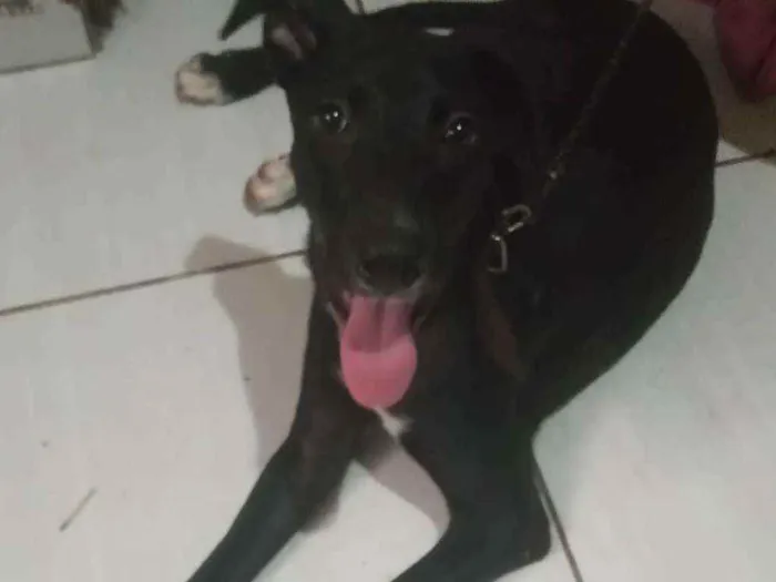 Cachorro ra a Viralata idade 7 a 11 meses nome Flora