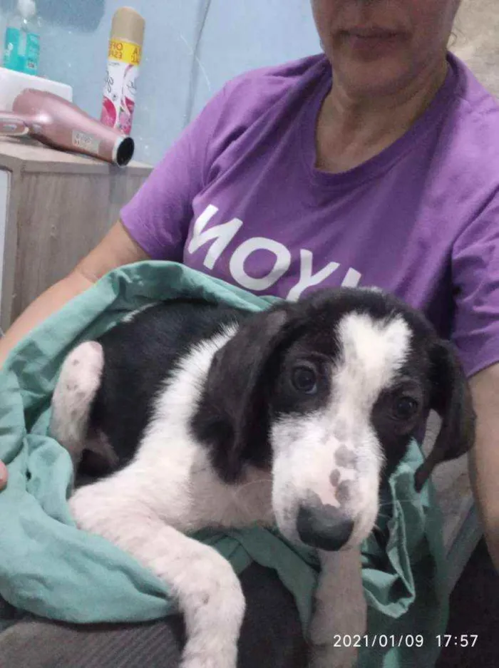 Cachorro ra a SRD idade 2 a 6 meses nome Frederico