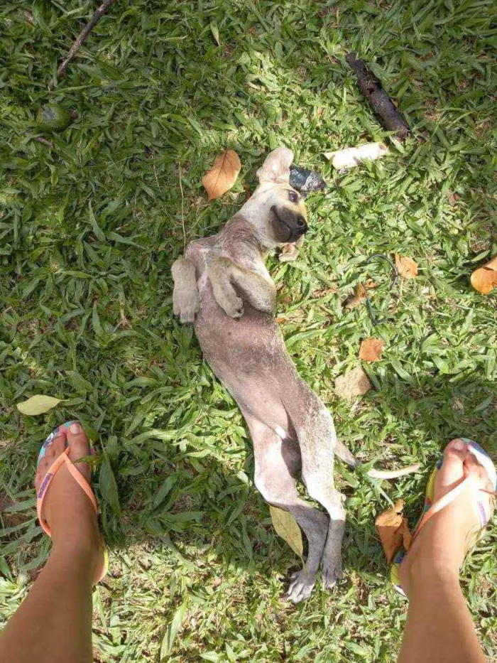 Cachorro ra a SRD idade 2 a 6 meses nome Frida