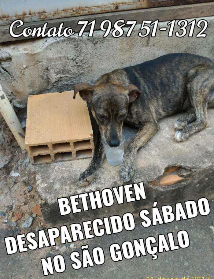 Cachorro ra a Vira lata idade 3 anos nome Bethovem