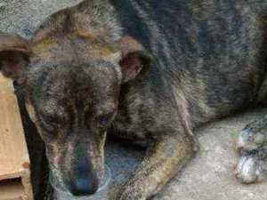 Cachorro raça Vira lata idade 3 anos nome Bethovem