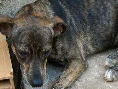 Cachorro ra a Vira lata idade 3 anos nome Bethovem