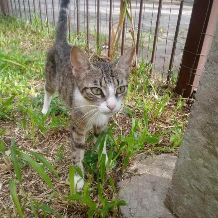 Gato ra a Vira Lata idade 1 ano nome Não possui nome