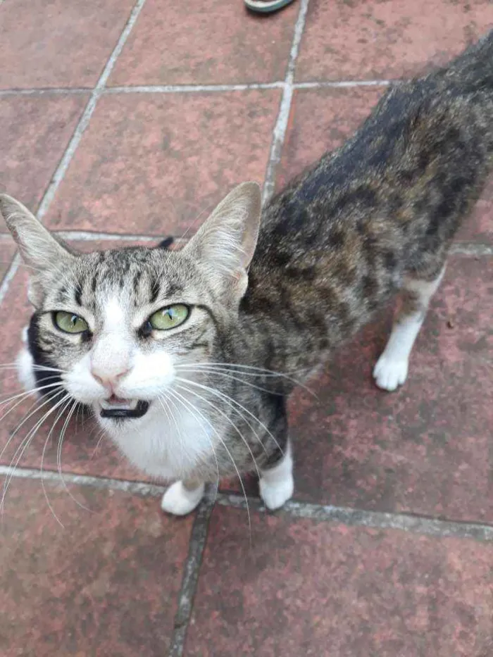Gato ra a Vira Lata idade 1 ano nome Não possui nome