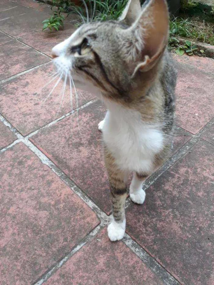 Gato ra a Vira Lata idade 1 ano nome Não possui nome