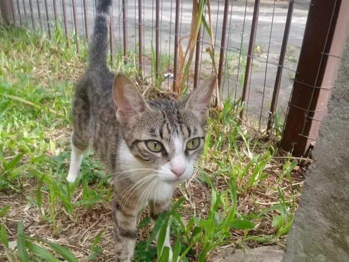 Gato ra a Vira Lata idade 1 ano nome Não possui nome