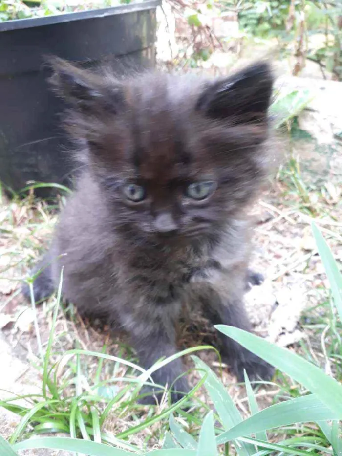 Gato ra a Vira Lata idade Abaixo de 2 meses nome Não possui nome