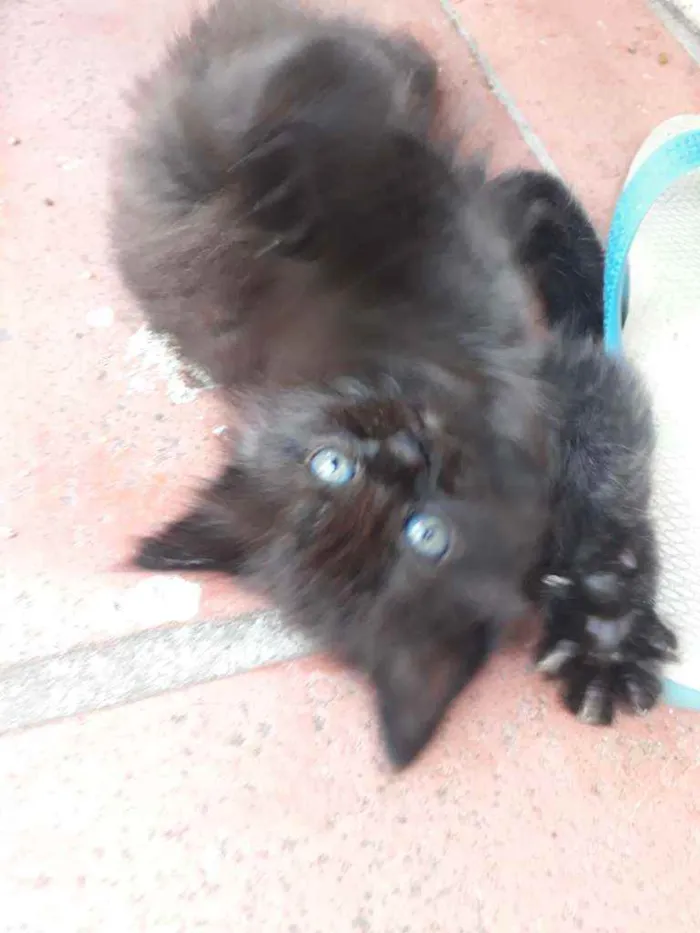 Gato ra a Vira Lata idade Abaixo de 2 meses nome Não possui nome