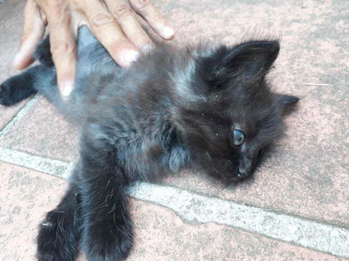 Gato ra a Vira Lata idade Abaixo de 2 meses nome Não possui nome