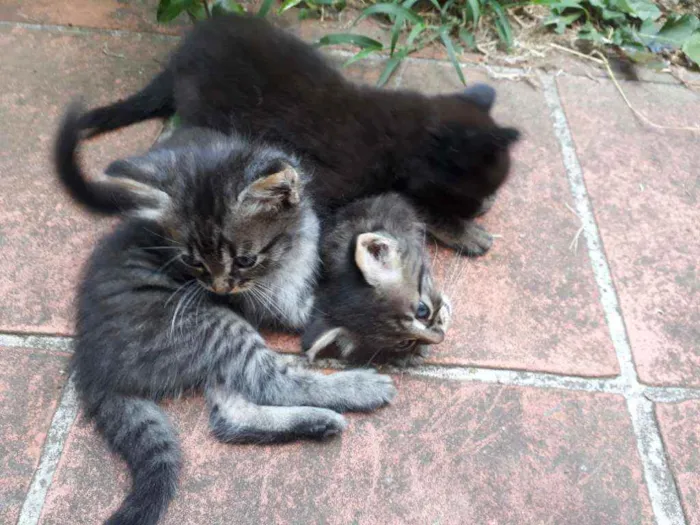 Gato ra a Vira Lata idade Abaixo de 2 meses nome Não possui nome
