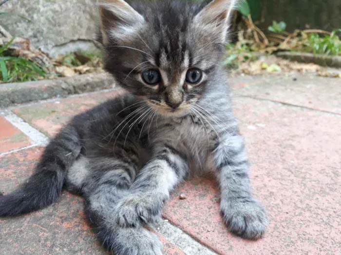 Gato ra a Vira Lata idade Abaixo de 2 meses nome Não possui nome