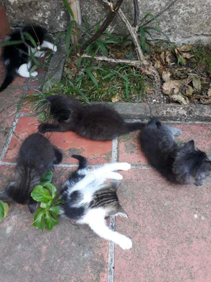 Gato ra a Vira Lata idade Abaixo de 2 meses nome Não possui nome