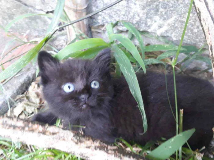 Gato ra a Vira Lata idade Abaixo de 2 meses nome Não possui nome