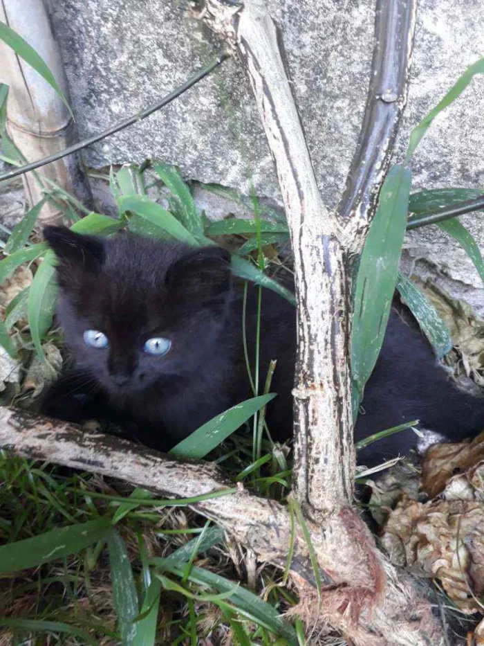 Gato ra a Vira Lata idade Abaixo de 2 meses nome Não possui nome