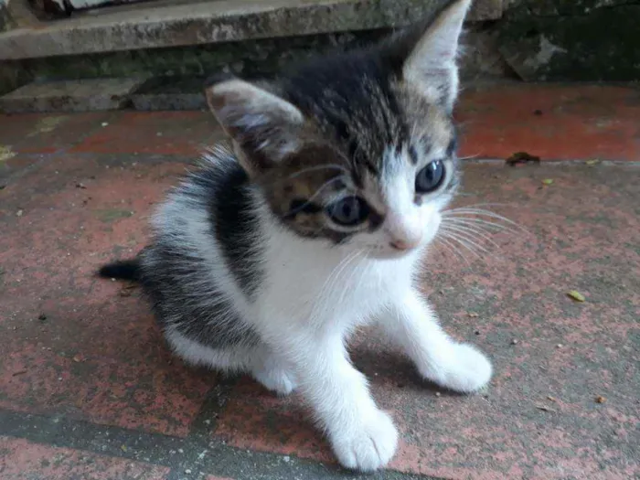 Gato ra a Vira Lata idade Abaixo de 2 meses nome Não possui nome