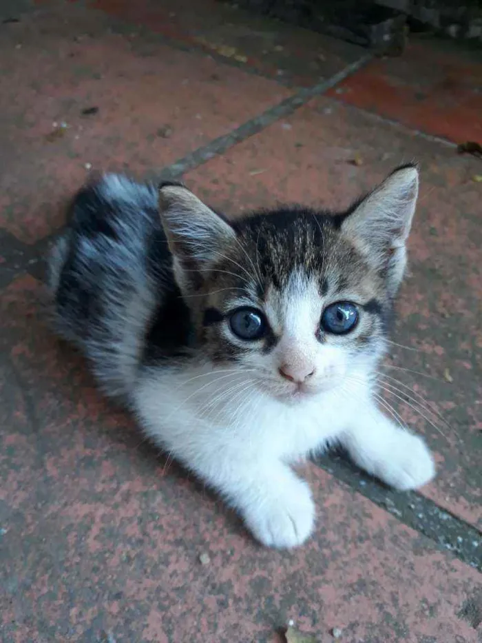 Gato ra a Vira Lata idade Abaixo de 2 meses nome Não possui nome