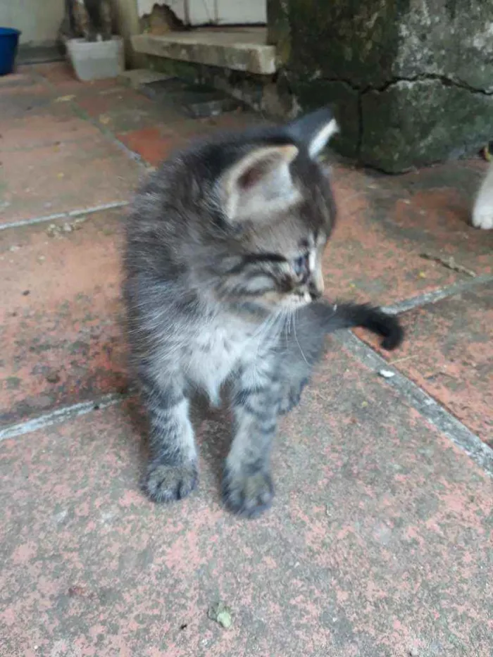 Gato ra a Vira Lata idade Abaixo de 2 meses nome Não possui nome