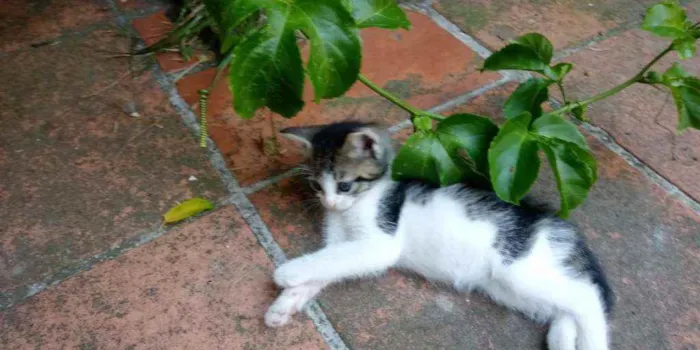 Gato ra a Vira Lata idade Abaixo de 2 meses nome Não possui nome