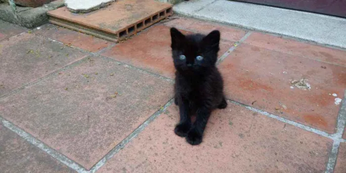 Gato ra a Vira Lata idade Abaixo de 2 meses nome Não possui nome