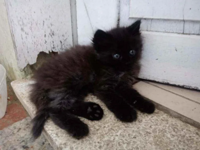 Gato ra a Vira Lata idade Abaixo de 2 meses nome Não possui nome