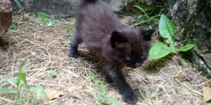 Gato ra a Vira Lata idade Abaixo de 2 meses nome Não possui nome