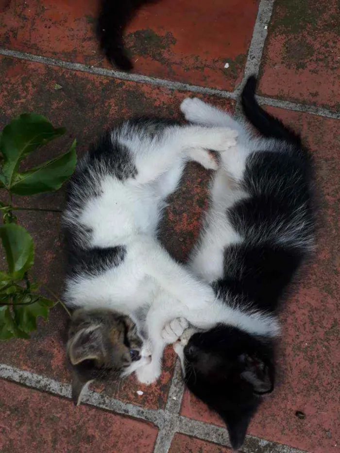 Gato ra a Vira Lata idade Abaixo de 2 meses nome Não possui nome