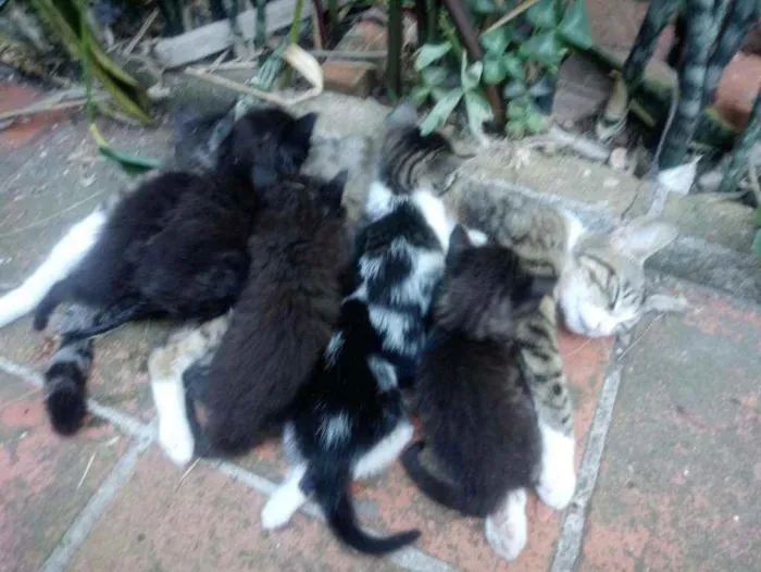 Gato ra a Vira Lata idade Abaixo de 2 meses nome Não possui nome