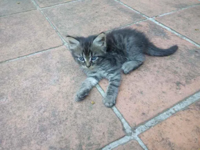 Gato ra a Vira Lata idade Abaixo de 2 meses nome Não possui nome