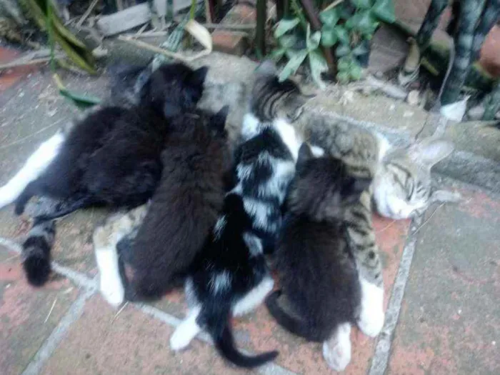 Gato ra a Vira Lata idade Abaixo de 2 meses nome Não possui nome