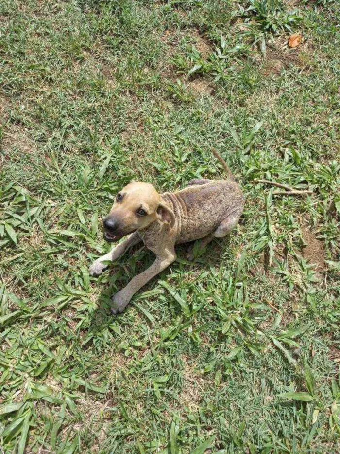 Cachorro ra a SRD idade 2 a 6 meses nome Tudy