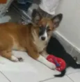 Cachorro raça  idade 2 a 6 meses nome Catarina 