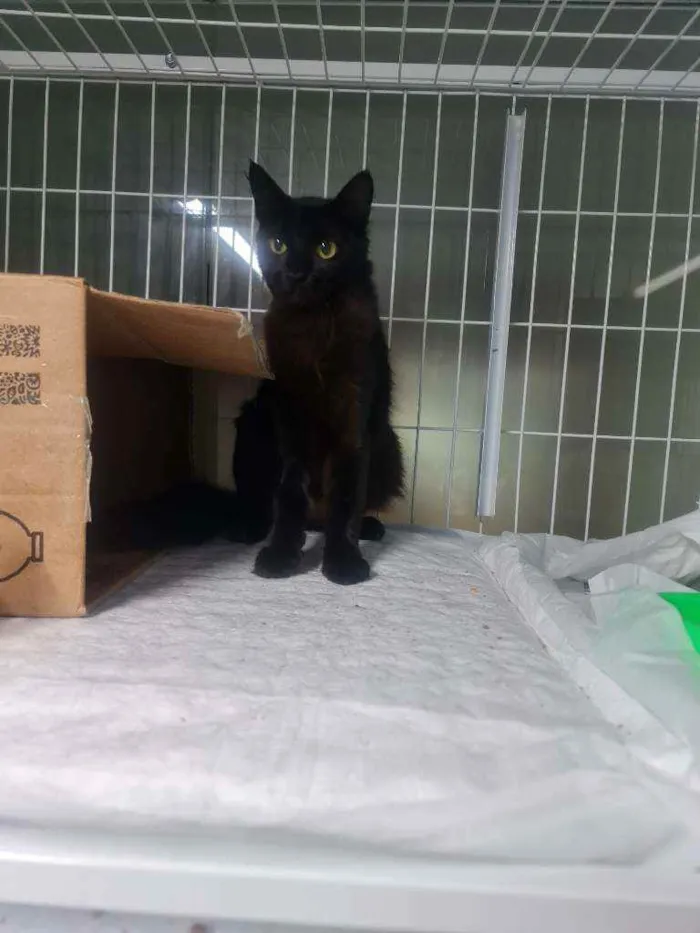 Gato ra a SRD idade 1 ano nome Pretinha