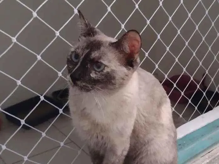 Gato ra a SRD-ViraLata idade 1 ano nome Tigresa