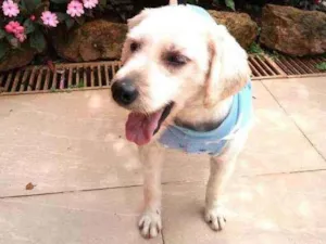 Cachorro raça Poodle  idade 3 anos nome Johnny