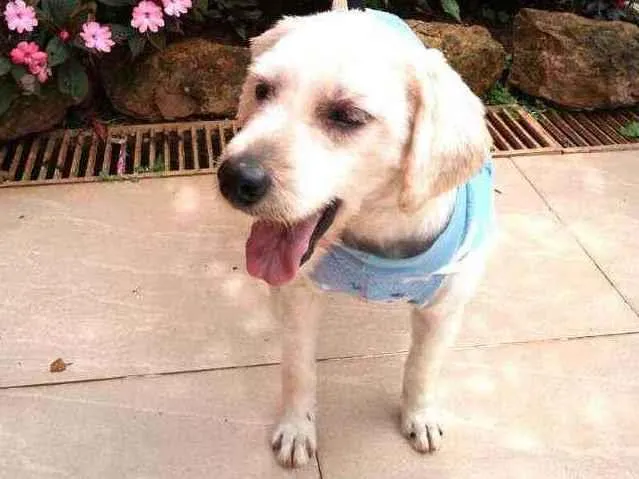 Cachorro raça Poodle  idade 3 anos nome Johnny