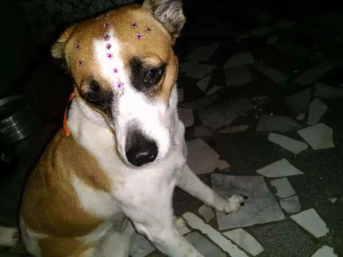 Cachorro ra a Indefinido idade 5 anos nome Nina