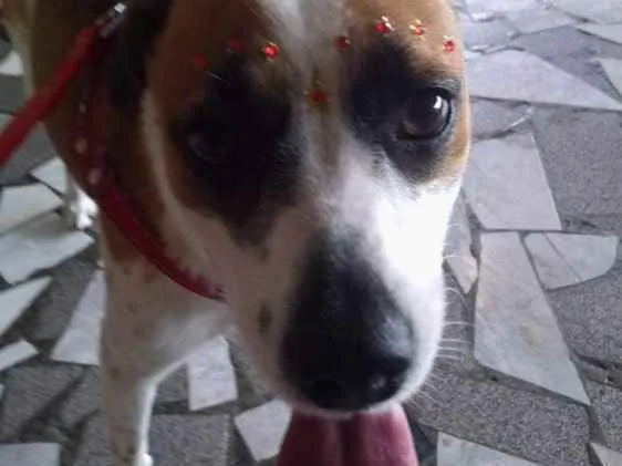 Cachorro ra a Indefinido idade 5 anos nome Nina