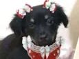 Cachorro raça  idade 2 a 6 meses nome Berenice  (filhote)