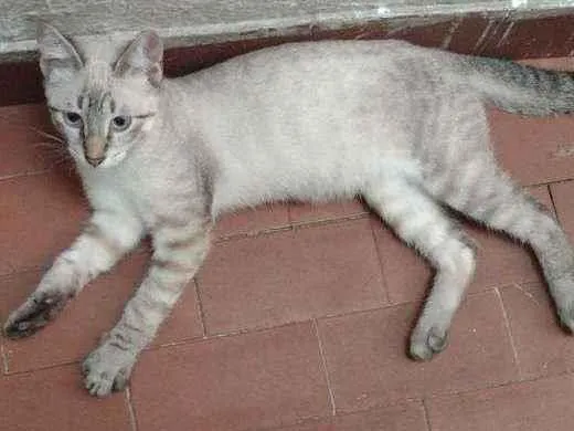 Gato ra a SRD-ViraLata idade 2 a 6 meses nome Akira