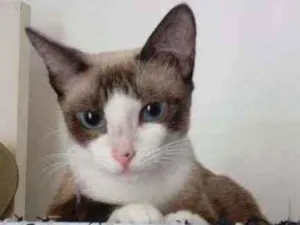 Gato raça Mestiça de siamês idade 7 a 11 meses nome Jade