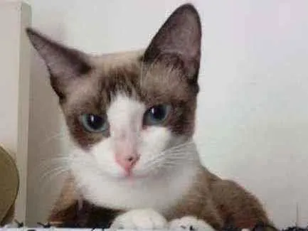 Gato ra a Mestiça de siamês idade 7 a 11 meses nome Jade